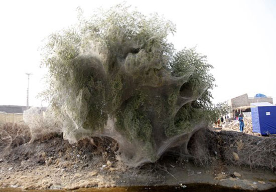 Picture 4 of 'Spider web' in Pakistan