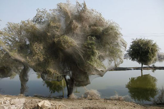 Picture 5 of 'Spider web' in Pakistan