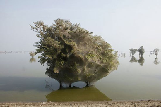 Picture 6 of 'Spider web' in Pakistan