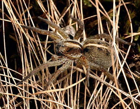 Picture 1 of Spiders are recruiting after death