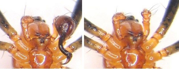 Picture 1 of Spiders become good fighters after being castrated