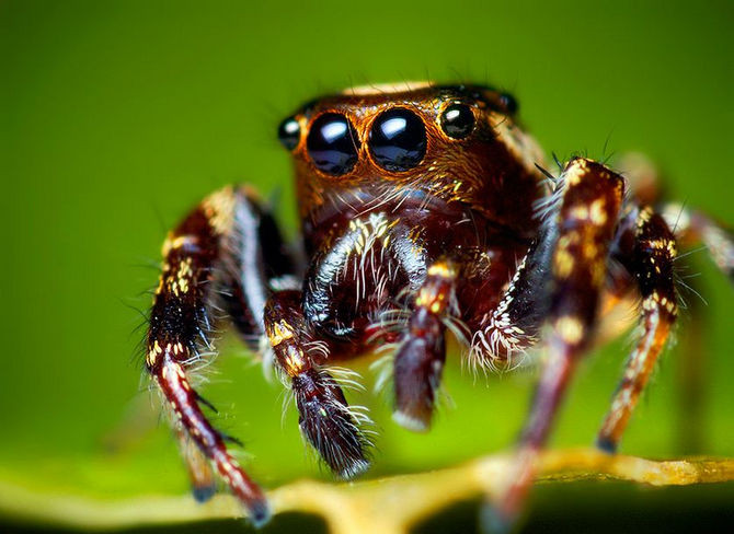 Picture 1 of Spiders can 'hear human voices'