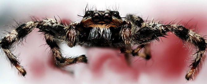 Picture 2 of Spiders can 'hear human voices'