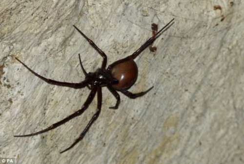 Picture 1 of Spiders 'embarrassed' are rare in rotten coffins