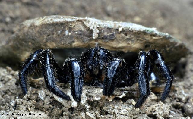 Picture 1 of Spiders have a horror ability that new scientific hours have discovered
