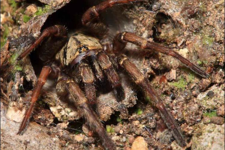 Picture 2 of Spiders have a horror ability that new scientific hours have discovered