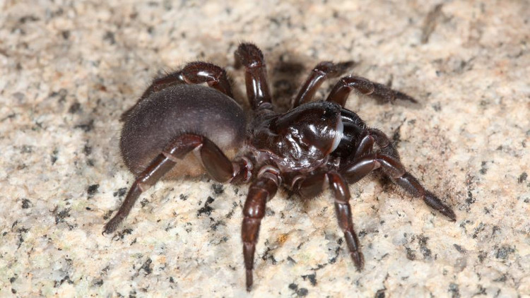 Picture 3 of Spiders have a horror ability that new scientific hours have discovered