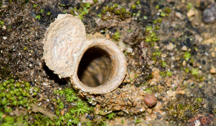 Picture 4 of Spiders have a horror ability that new scientific hours have discovered