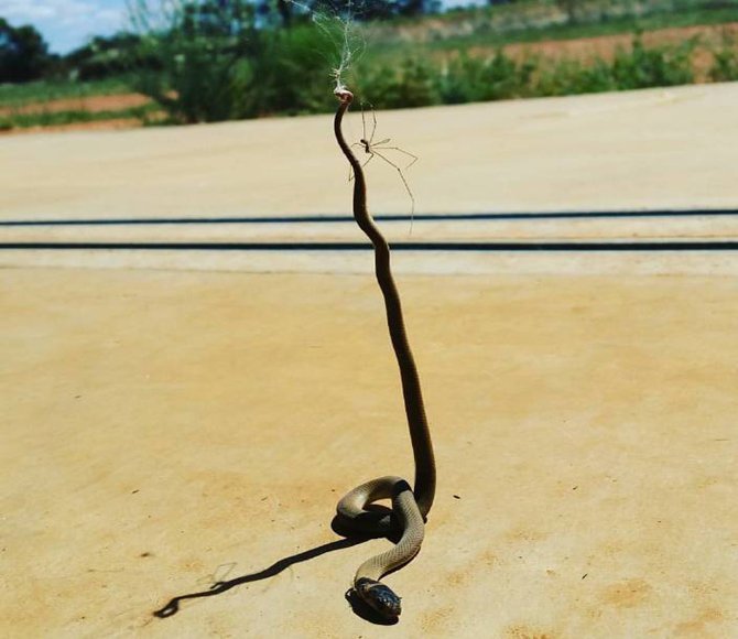 Picture 1 of Spiders kill snakes, hang corpses on the net to eat slowly