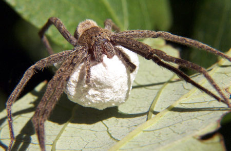 Picture 1 of Spiders know to use gifts to flirt