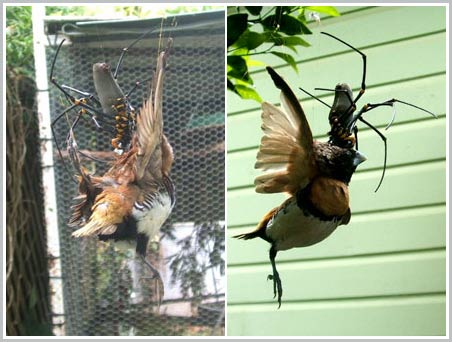 Picture 6 of Spiders re-solidify and birds