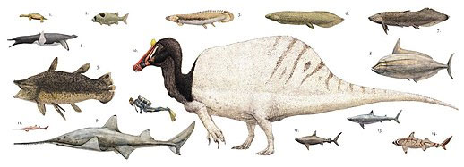 Picture 6 of Spinosaurus - The huge predatory dinosaur on Earth