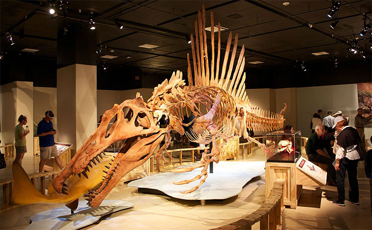 Picture 8 of Spinosaurus - The huge predatory dinosaur on Earth