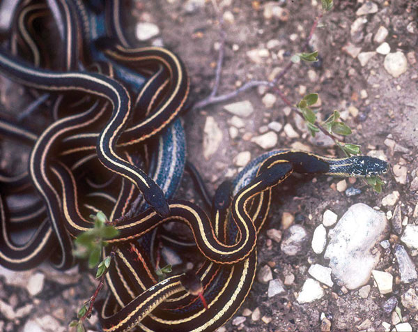 Picture 1 of Spooky striped snake