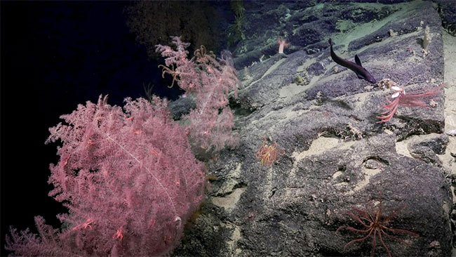 Picture 1 of Spot the 'coral garden' under an underground canyon