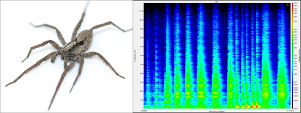 Picture 2 of Spotted spiders emitting a