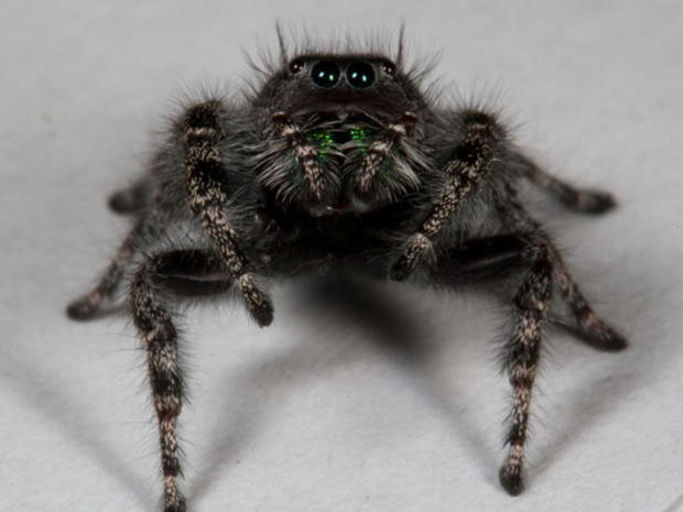Picture 1 of Spotted spiders have 8 eyes