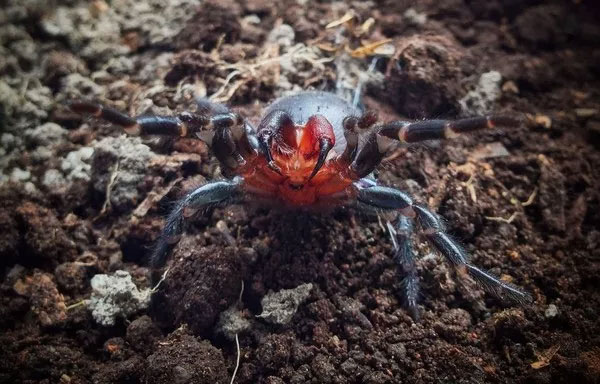 Picture 1 of Spotted spiders have red fangs like blood in Australia