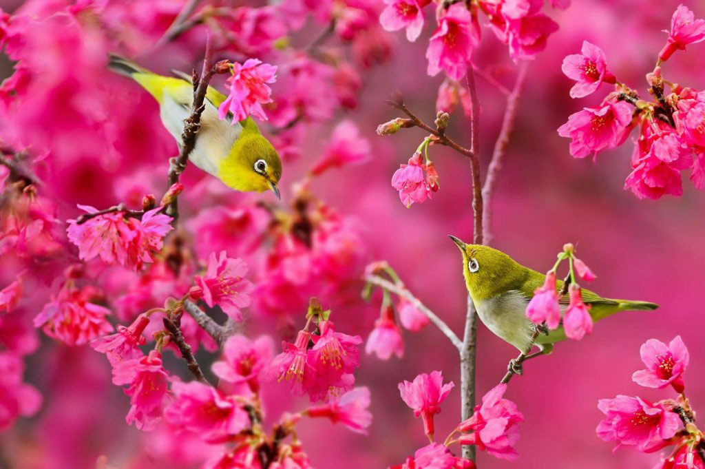 Picture 1 of Spring bird wings
