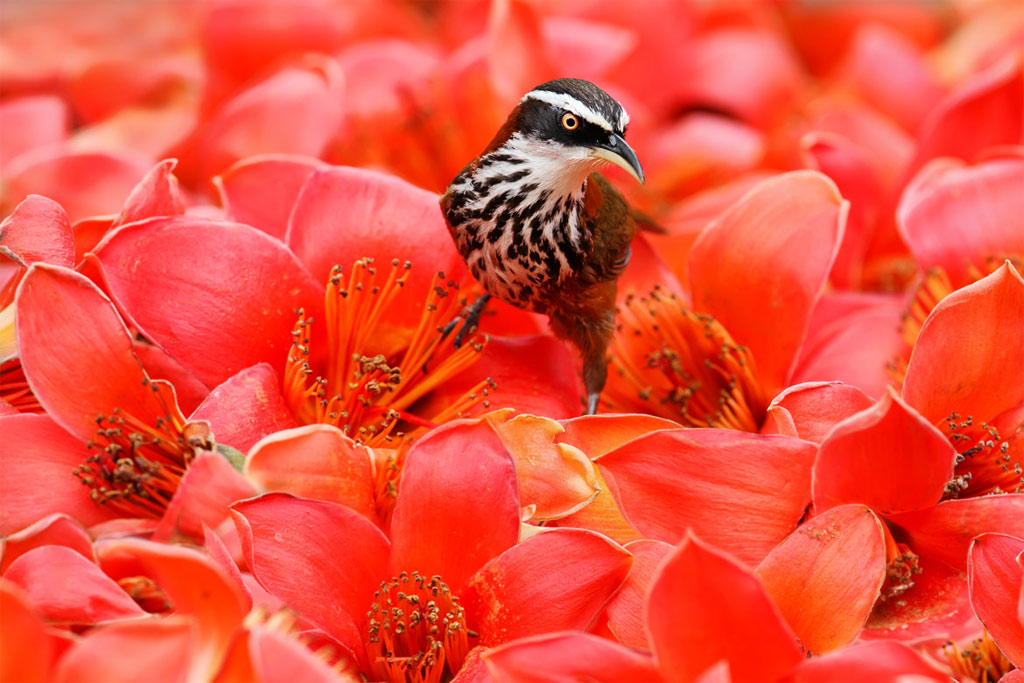Picture 10 of Spring bird wings