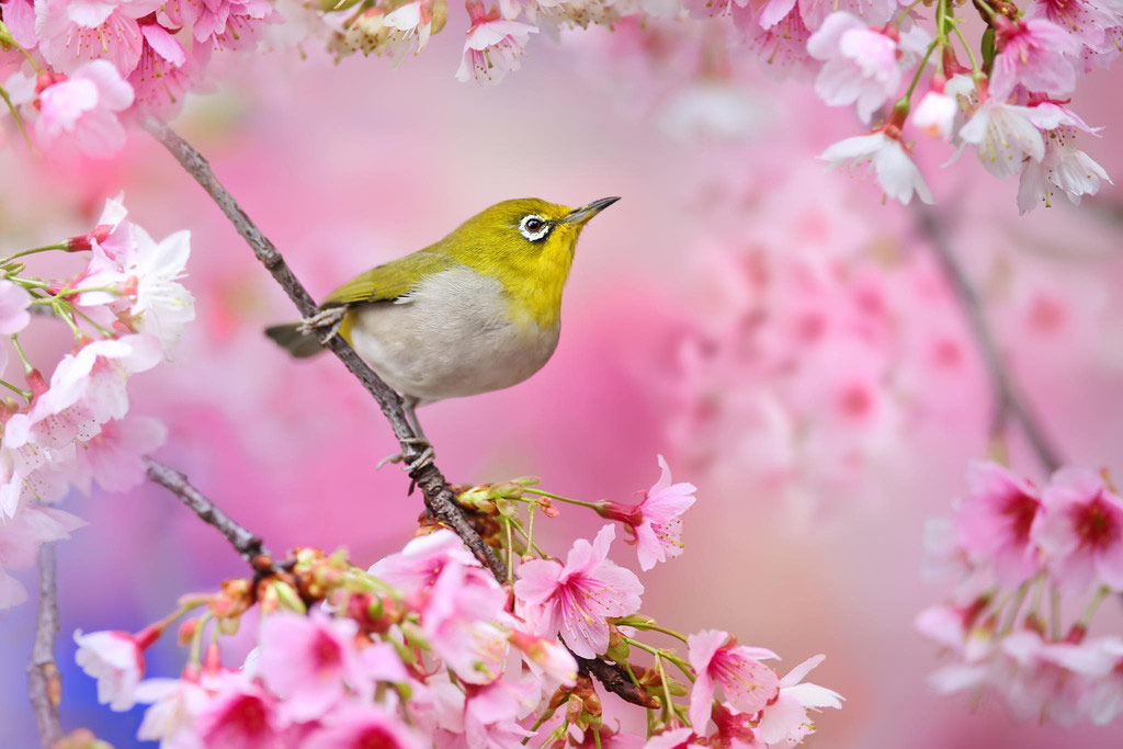 Picture 12 of Spring bird wings