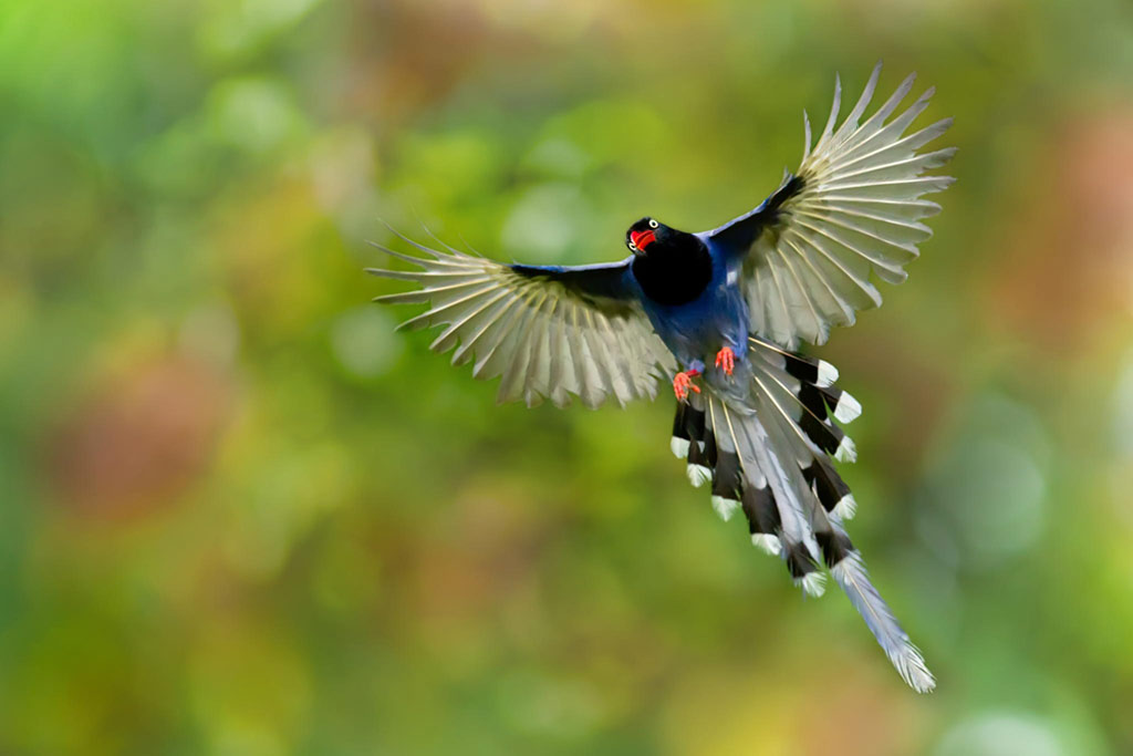 Picture 13 of Spring bird wings
