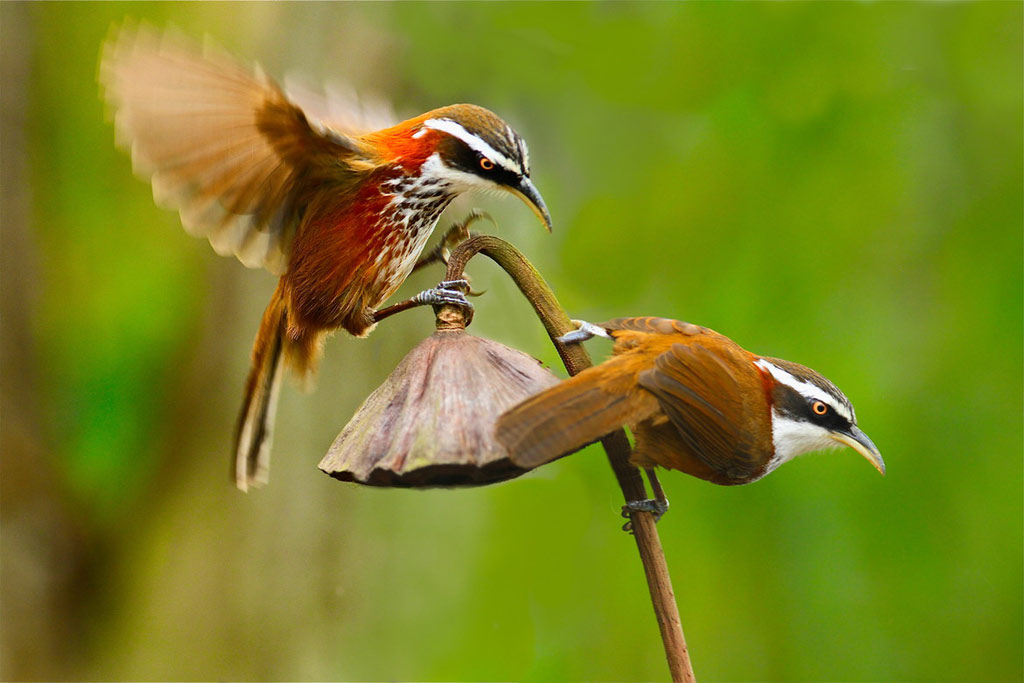 Picture 15 of Spring bird wings