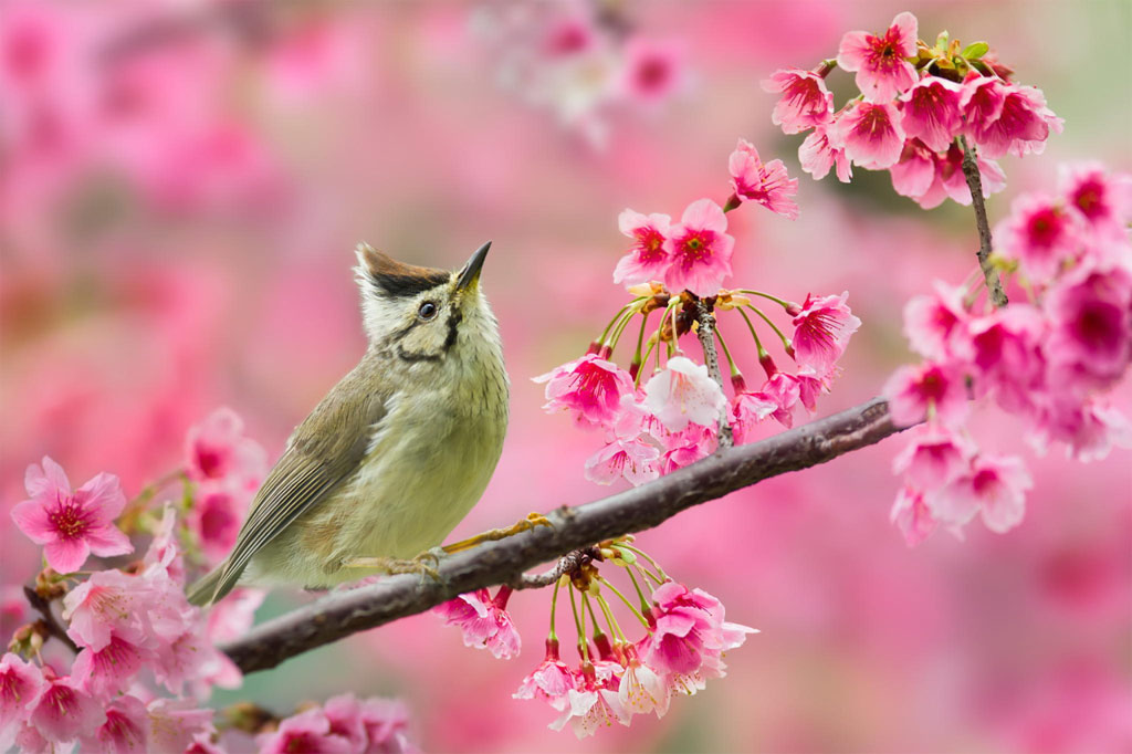 Picture 16 of Spring bird wings