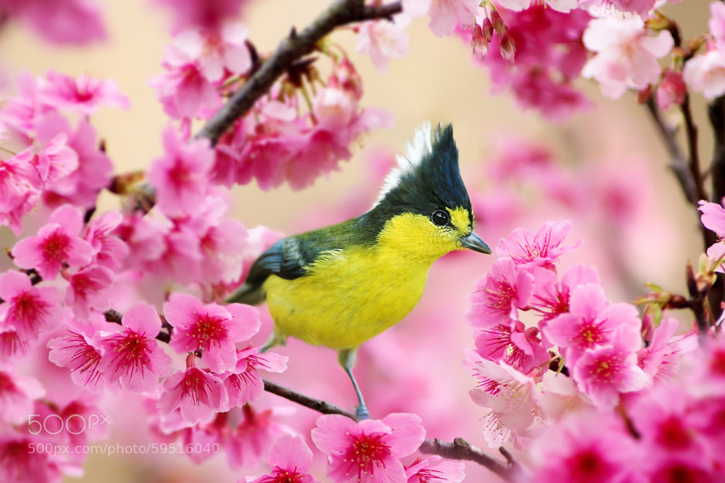 Picture 3 of Spring bird wings