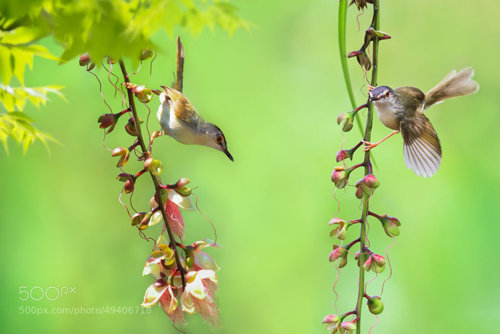 Picture 4 of Spring bird wings