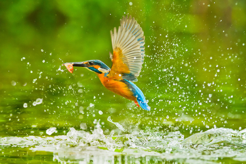 Picture 6 of Spring bird wings