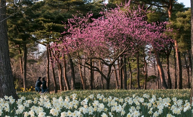 Picture 11 of Spring is full of flowers in Phu Tang