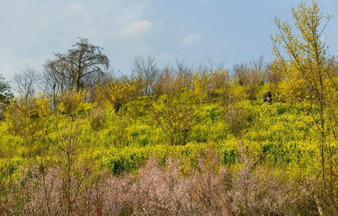 Picture 13 of Spring is full of flowers in Phu Tang