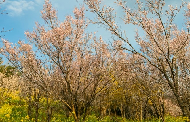 Picture 14 of Spring is full of flowers in Phu Tang