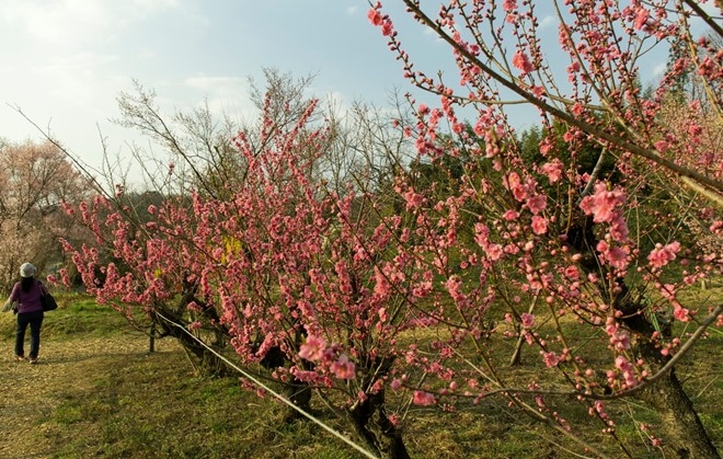 Picture 15 of Spring is full of flowers in Phu Tang