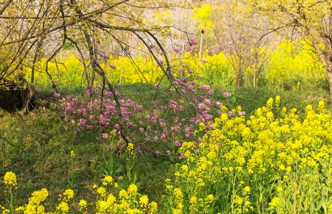 Picture 16 of Spring is full of flowers in Phu Tang