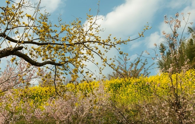 Picture 17 of Spring is full of flowers in Phu Tang