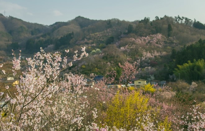 Picture 18 of Spring is full of flowers in Phu Tang