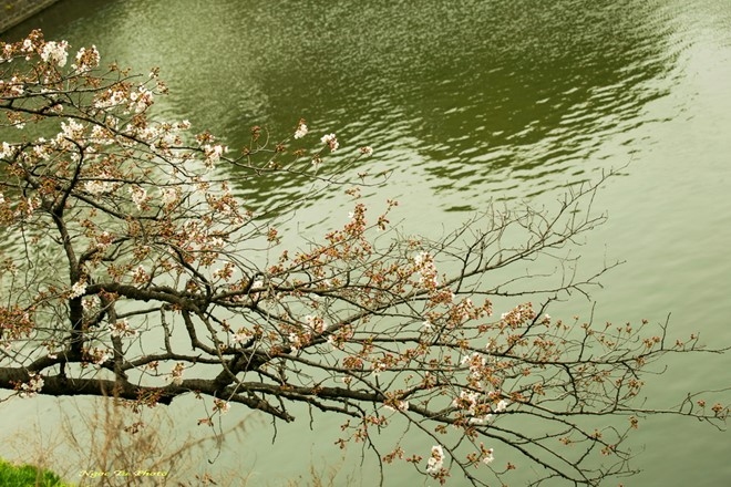 Picture 3 of Spring is full of flowers in Phu Tang