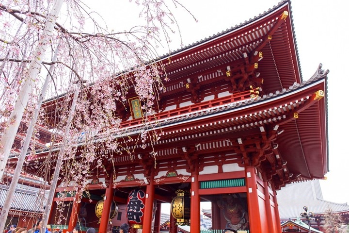 Picture 4 of Spring is full of flowers in Phu Tang