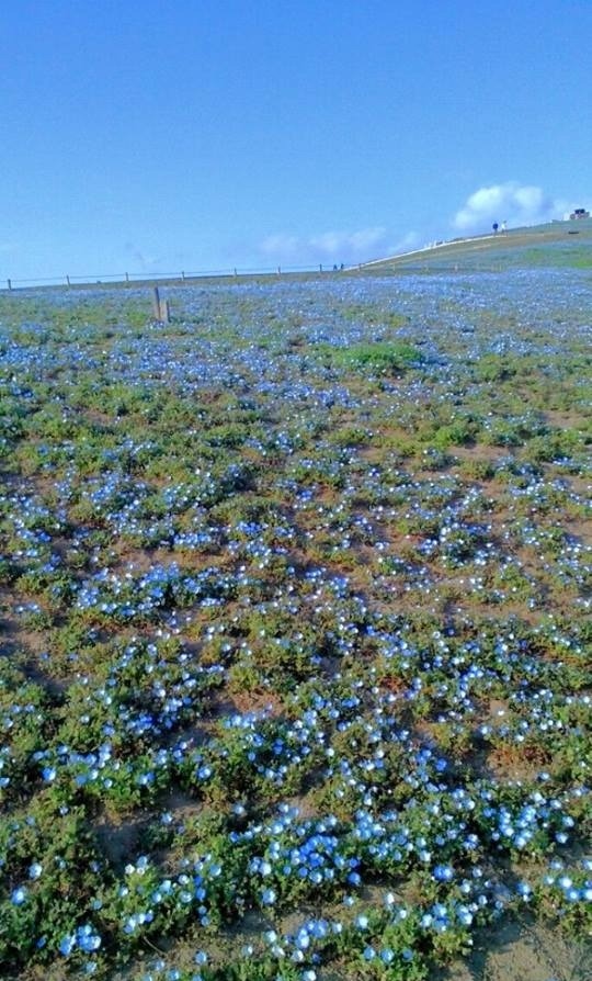 Picture 8 of Spring is full of flowers in Phu Tang