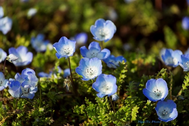 Picture 9 of Spring is full of flowers in Phu Tang