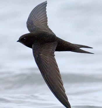 Picture 1 of 'Spring messenger' is in danger of extinction