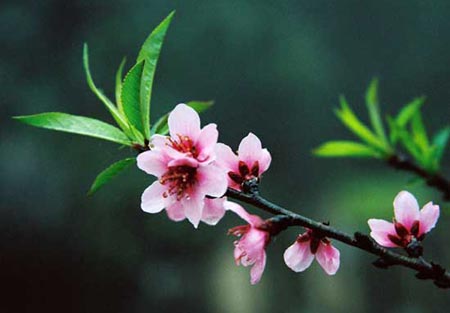 Picture 1 of Spring petals: precious medicine
