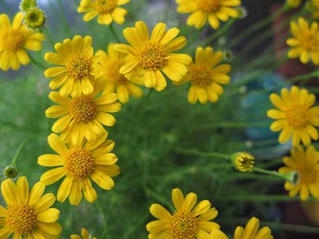 Picture 2 of Spring petals: precious medicine