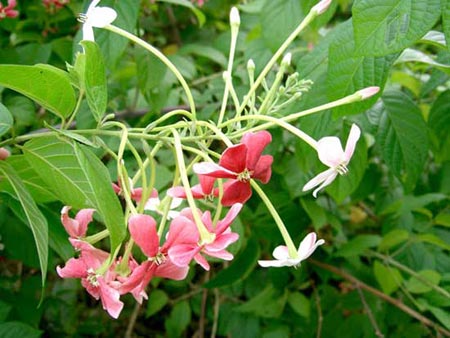 Picture 3 of Spring petals: precious medicine