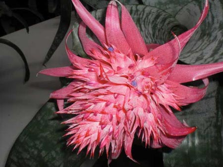 Picture 4 of Spring petals: precious medicine
