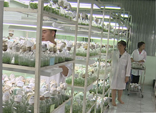 Picture 2 of 'Squeeze' plants grow fast, reduce electricity costs by half
