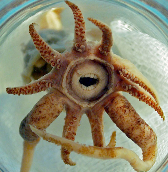 Picture 1 of Squid and fish teething like humans