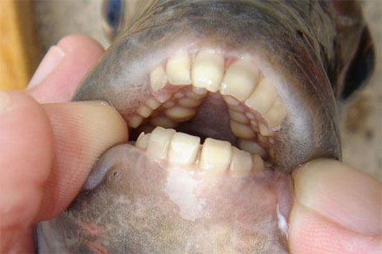 Picture 2 of Squid and fish teething like humans